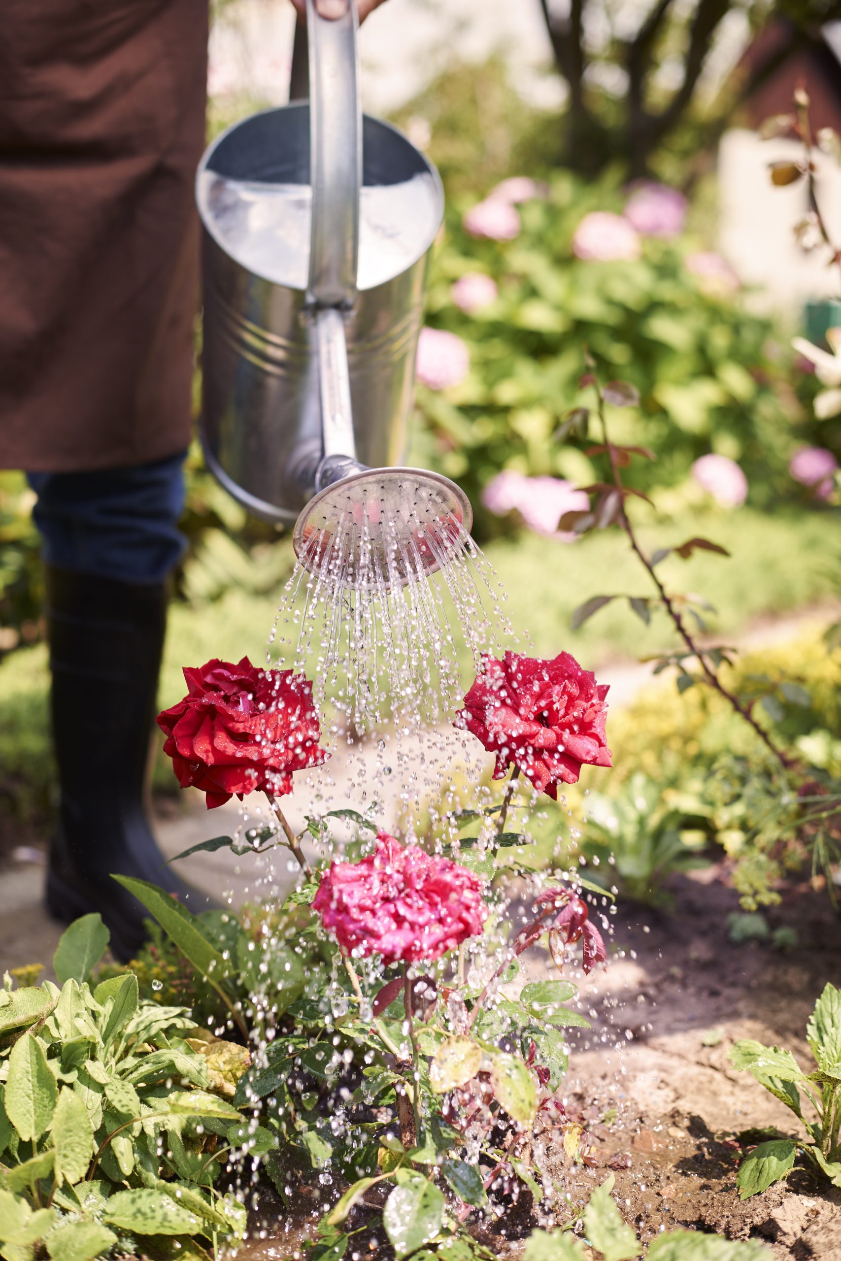 senior man working field with flowers scaled